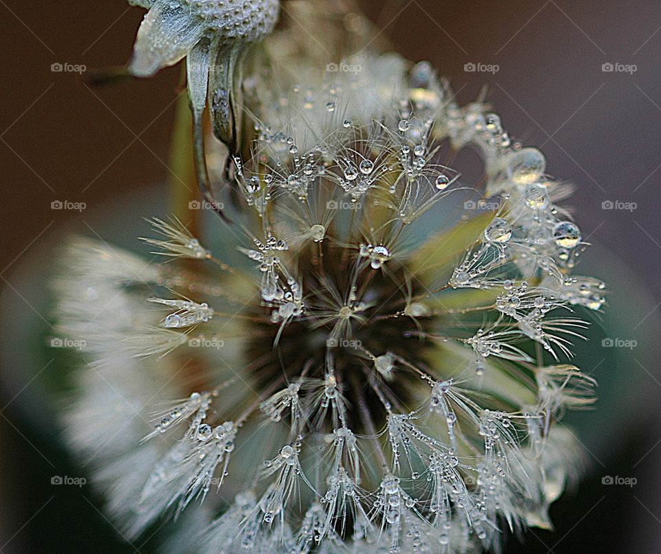 World of macro - Although a weed, seed head, a member of the dandelion family, this one glistens from the morning sun that reflects off the shimmering dew drops
