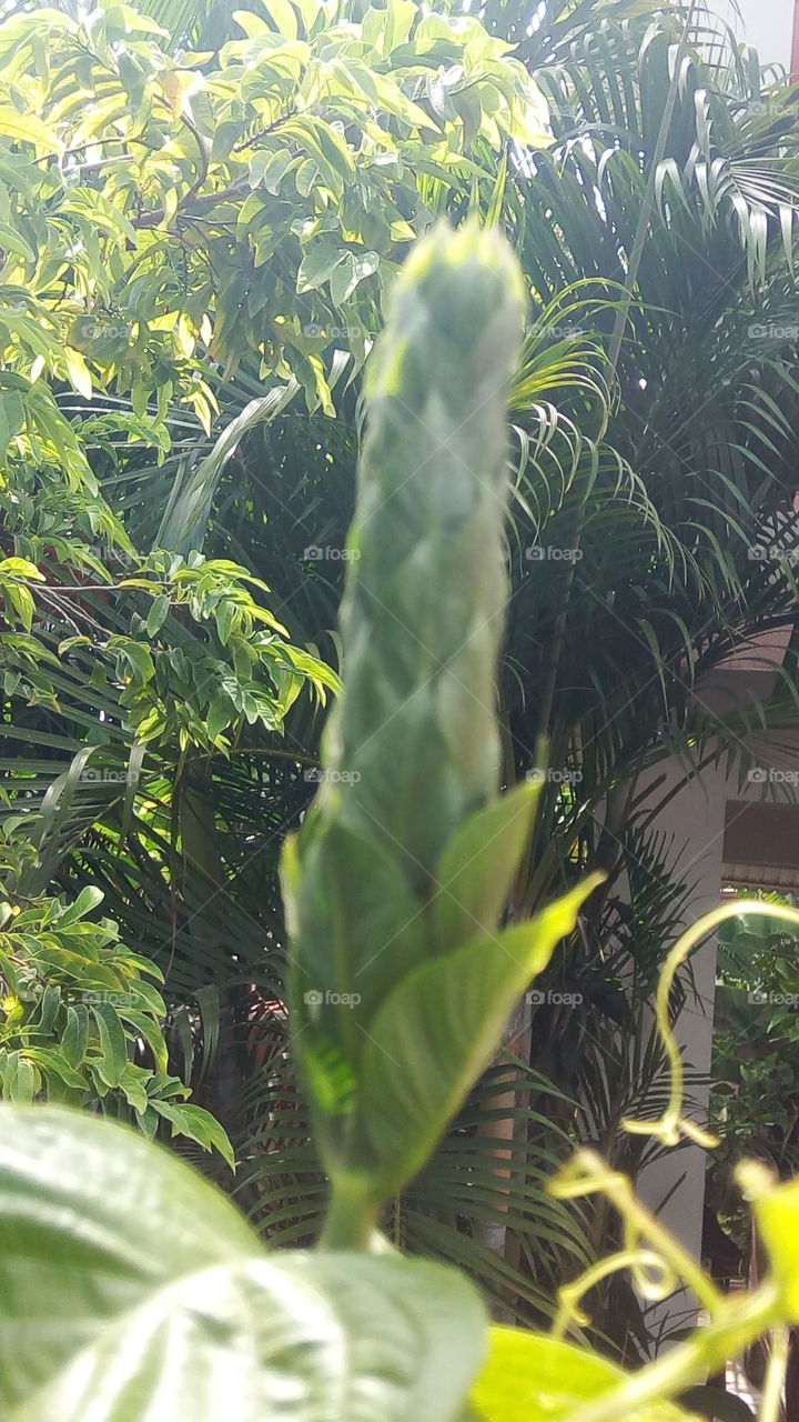 green shoot in Jamaican sun