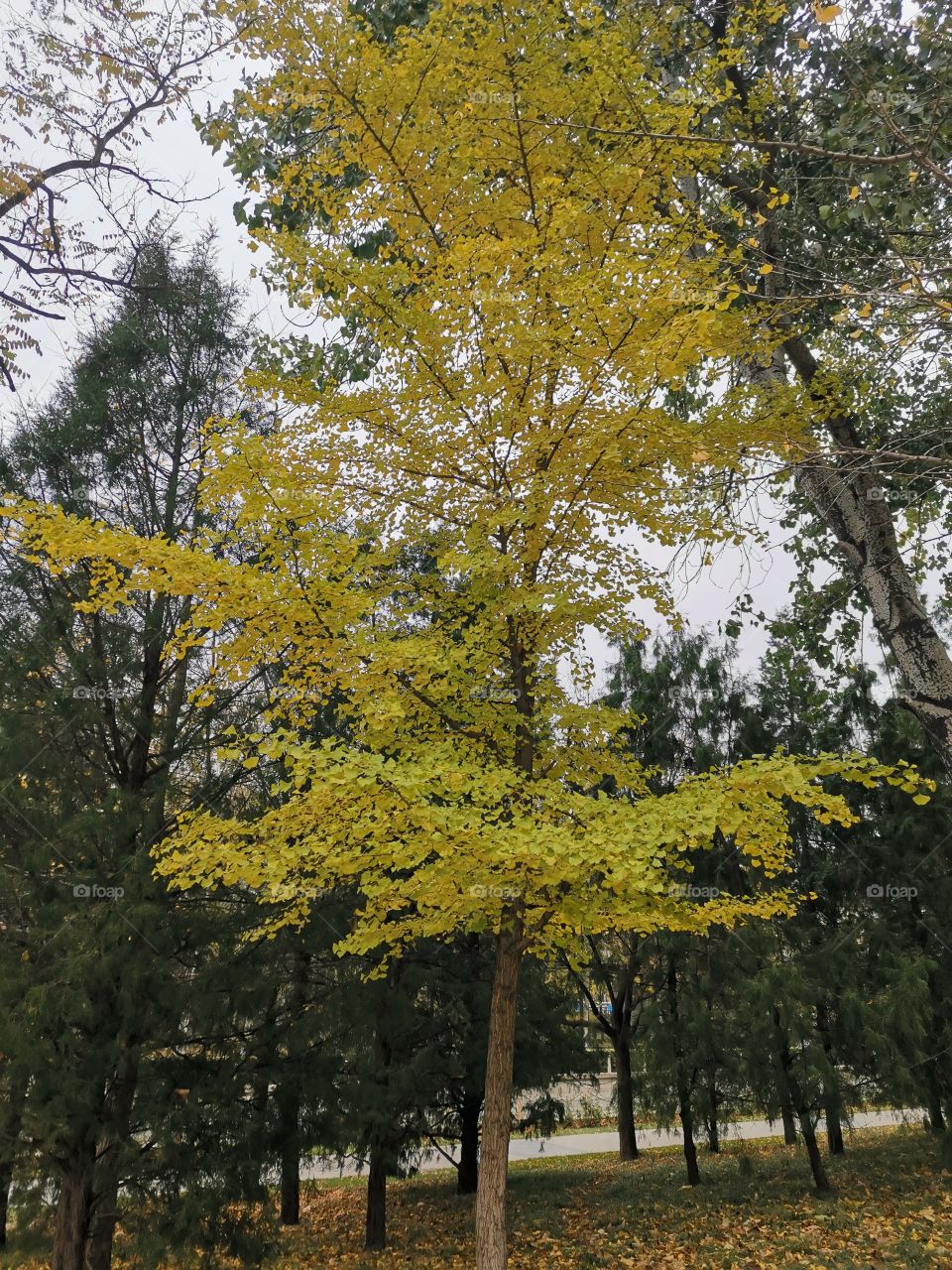 The unique yellow tree in the park