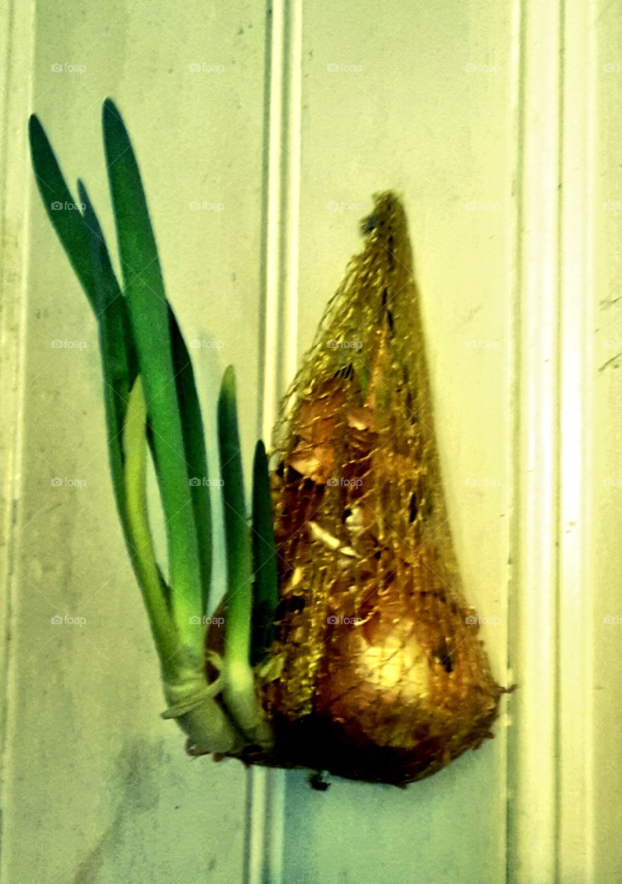 Onions and more onions