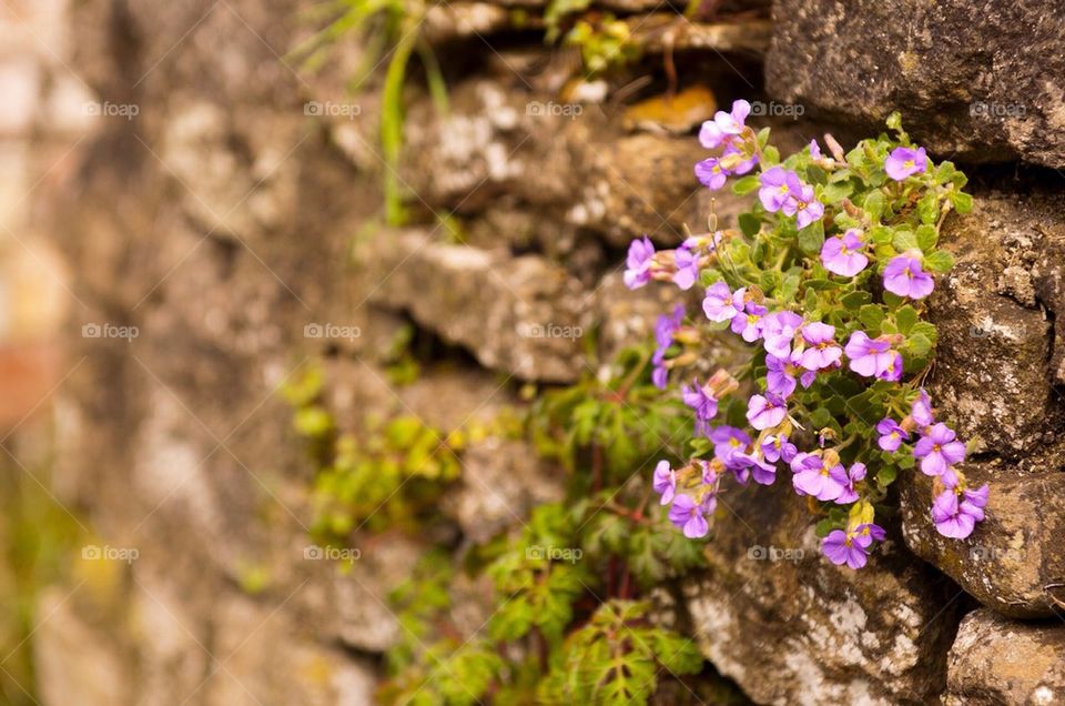 Wild purple flowers grow in a dry stone wall.