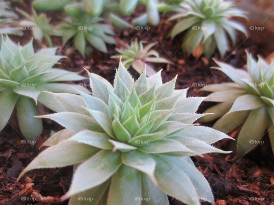 Beautiful succulents 