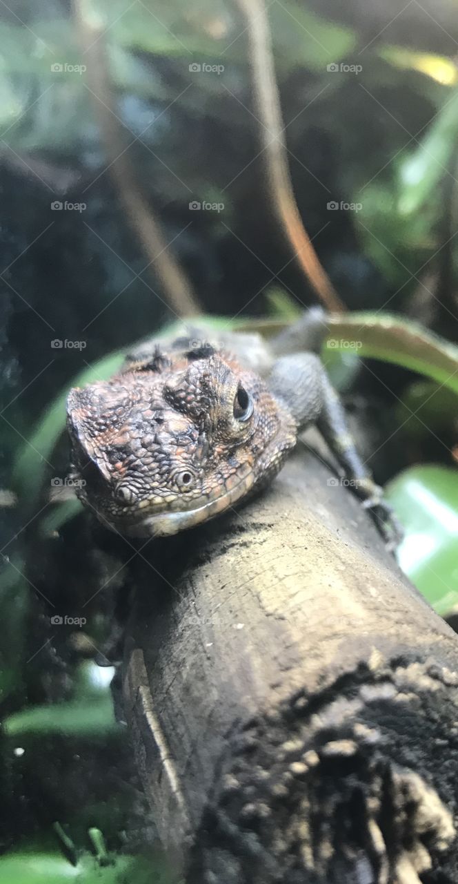 Spiny-headed Tree Lizard on Branch 