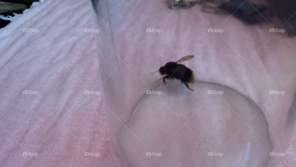 Buzz buzz bee