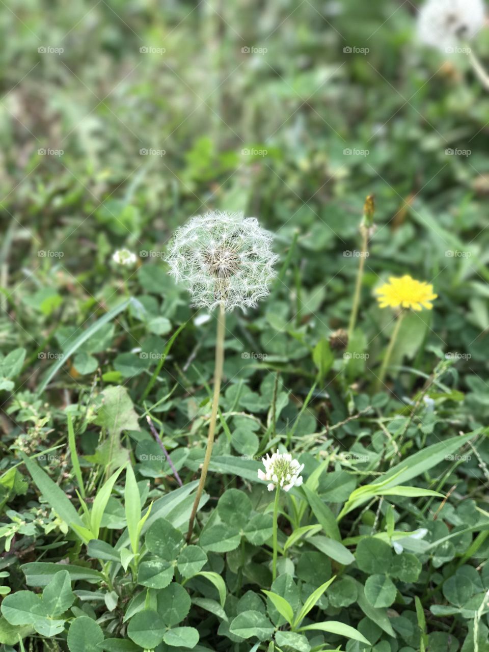 Dandelions 

