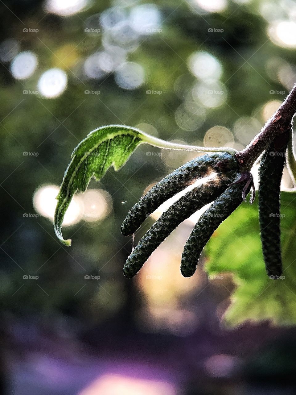 A birch tree during subset