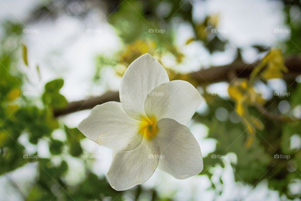 flower is falling from the tree