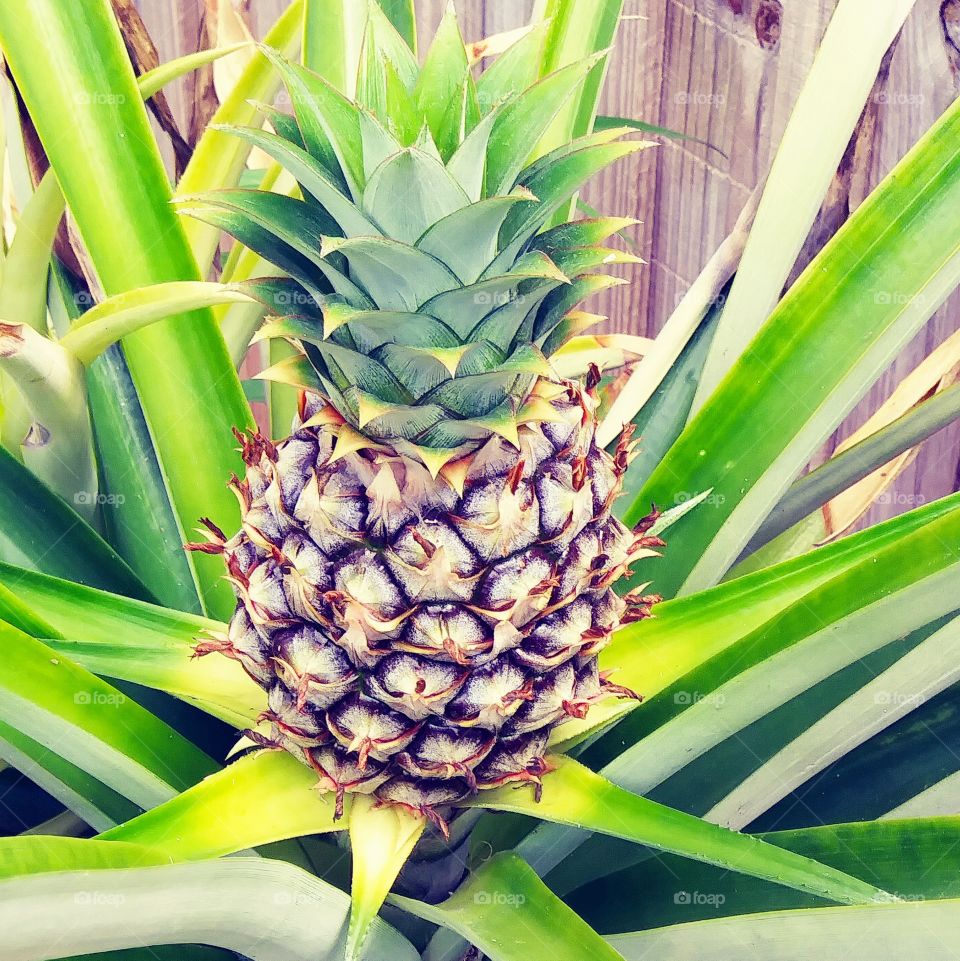 pineapple growth