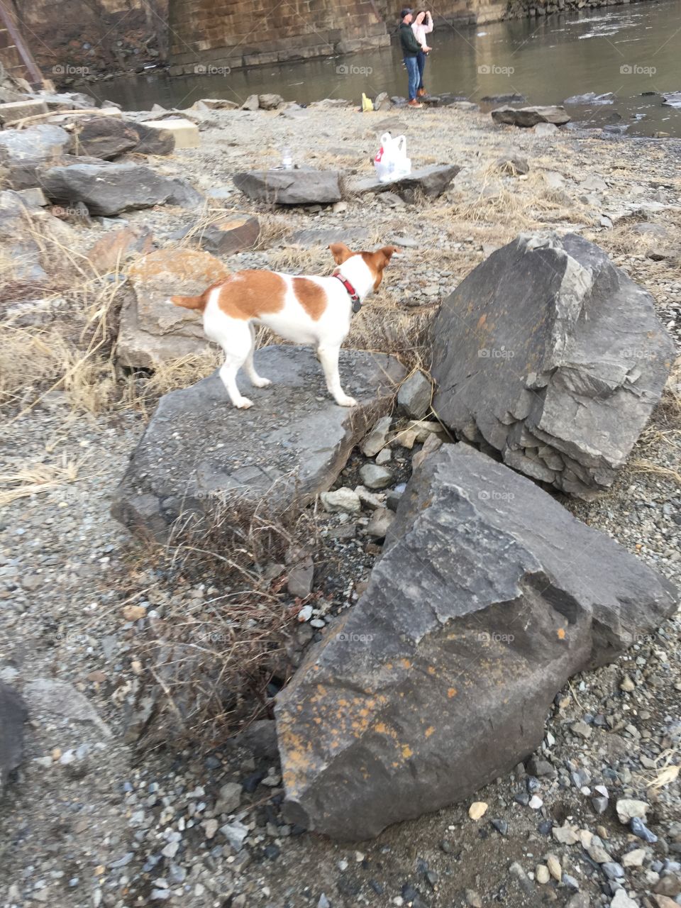 Cute little dog loved exploring in the rocks 