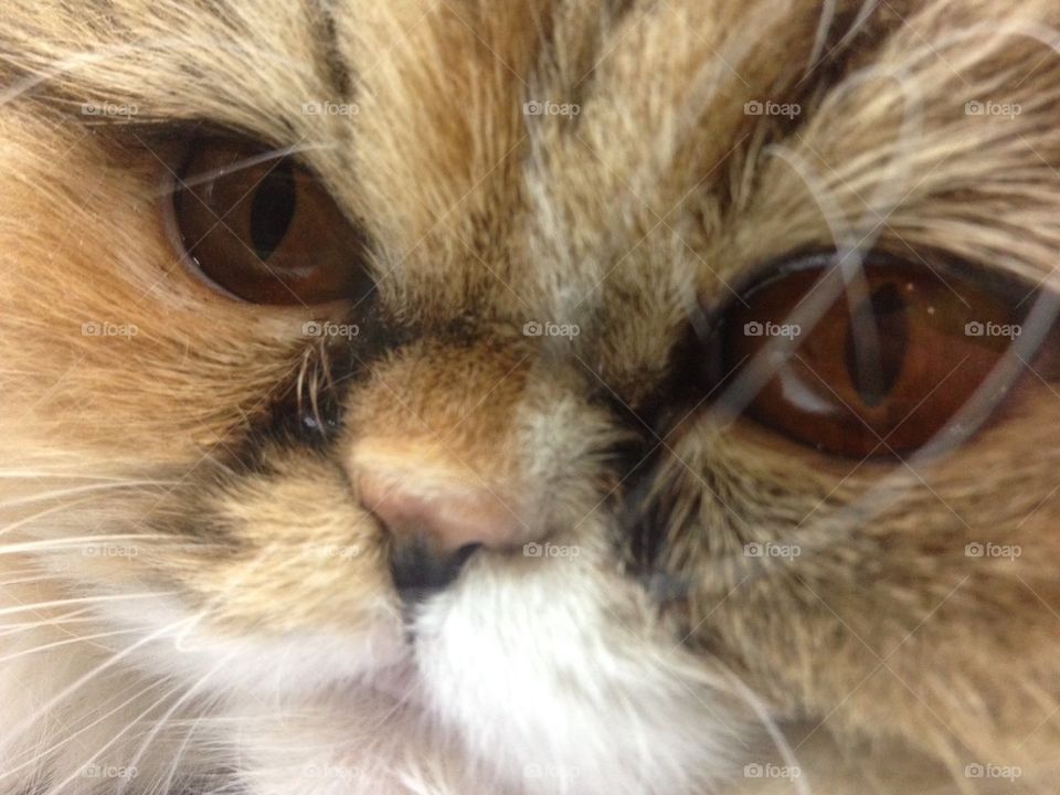 Persia Cat, close Up