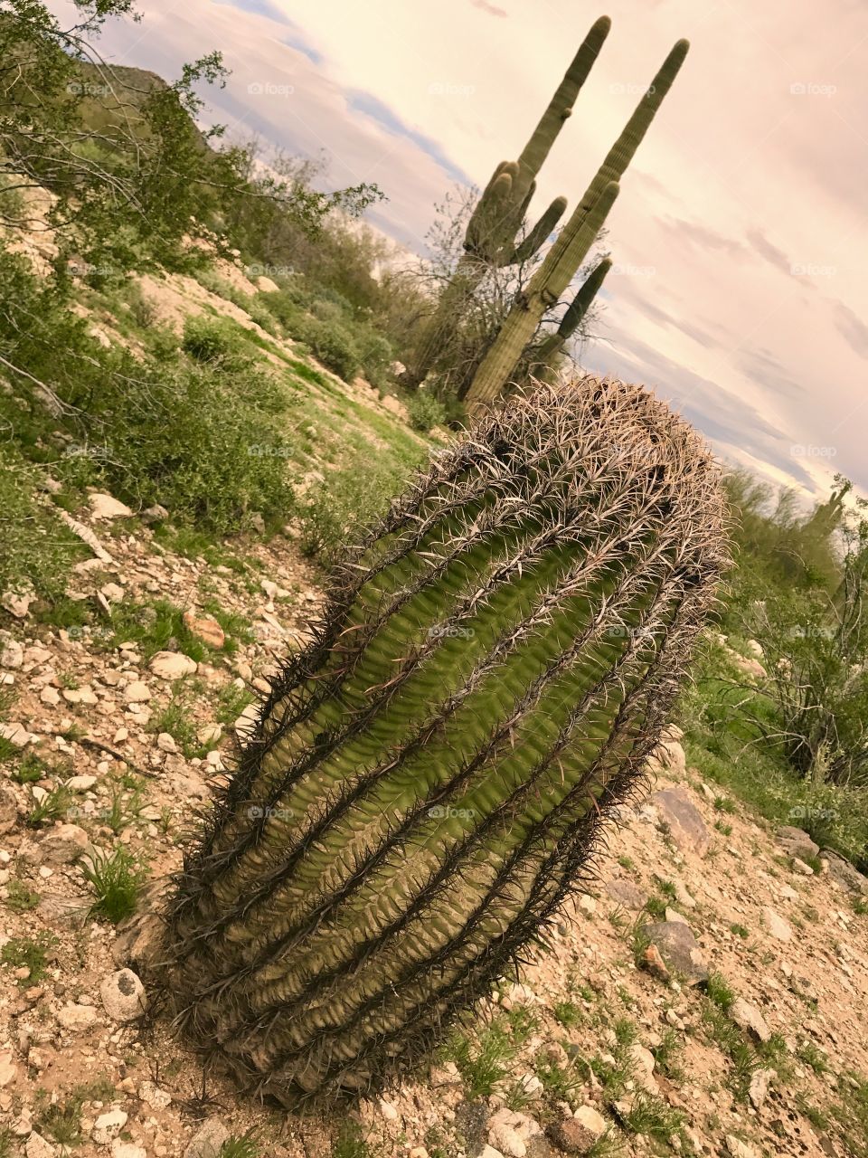 Curvy Cactus