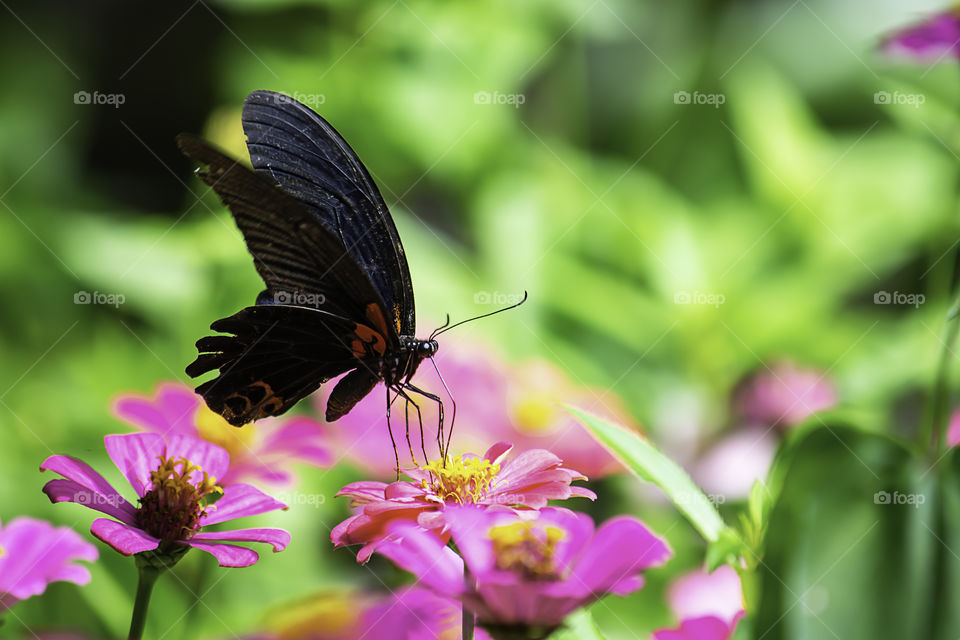 Black Butterfly on Pink Zinnia Bright colors in garden.