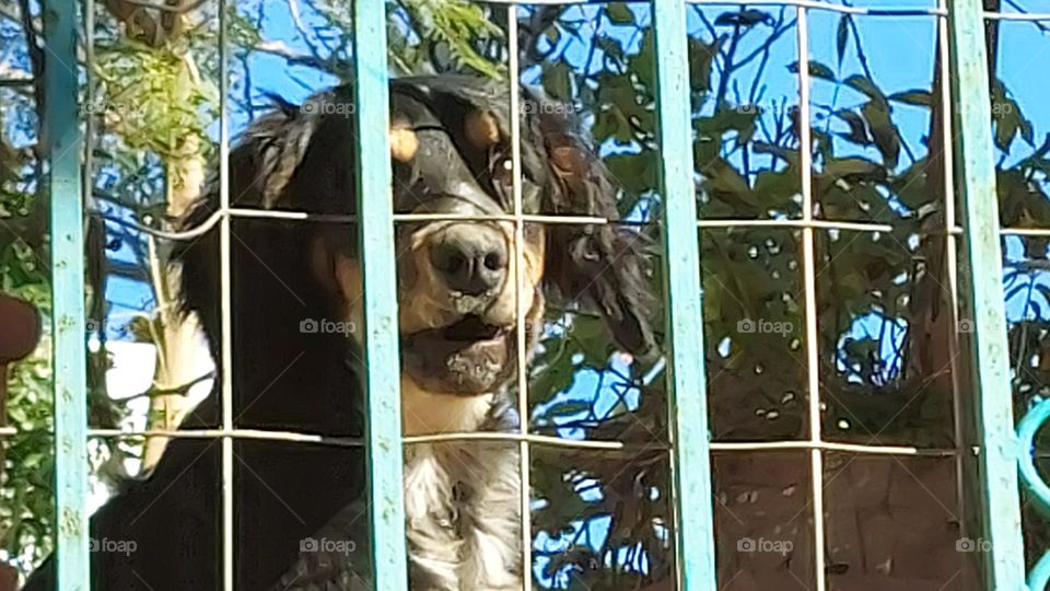 Dog Crete Greece