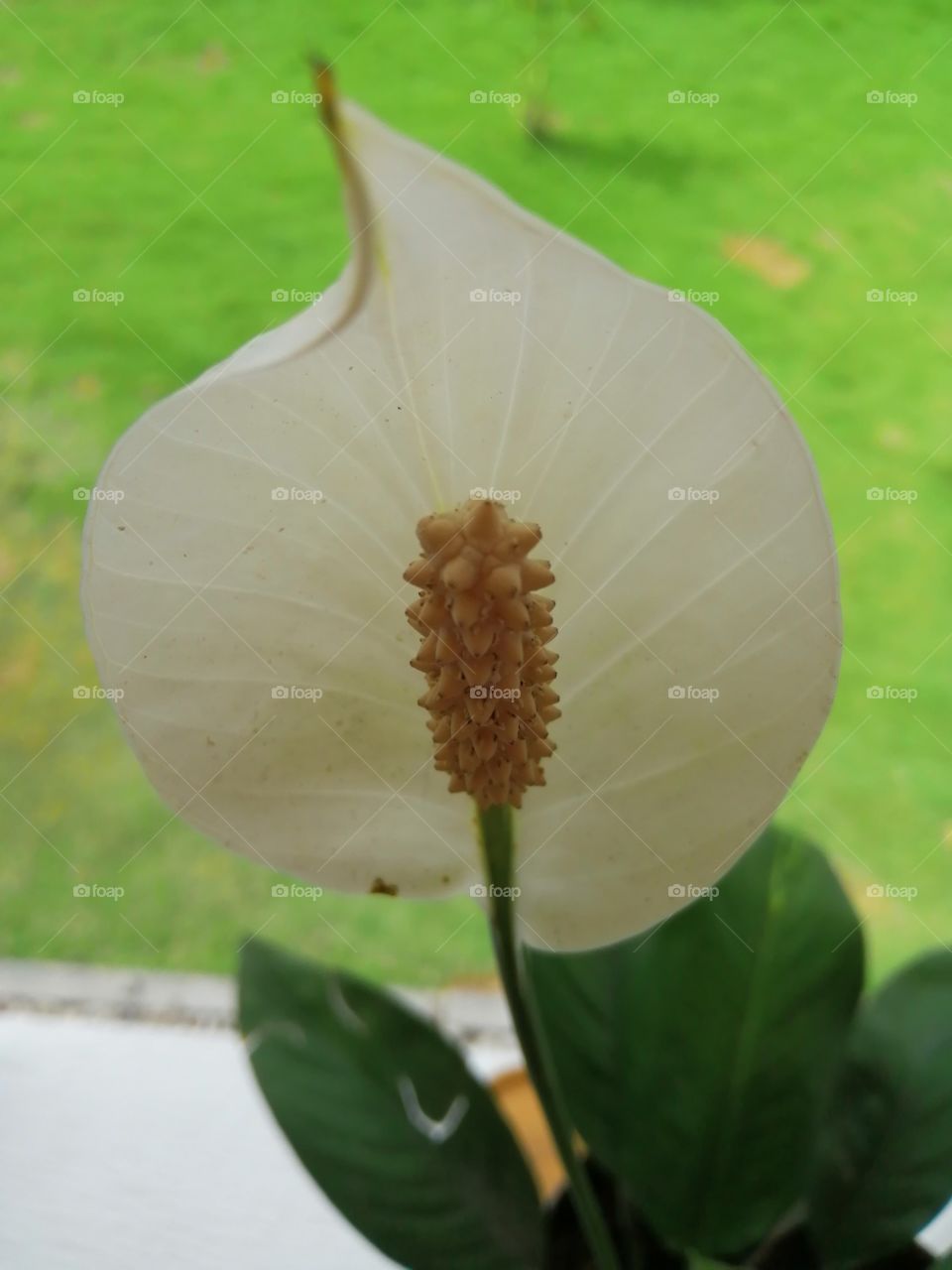 The fresh white flower.