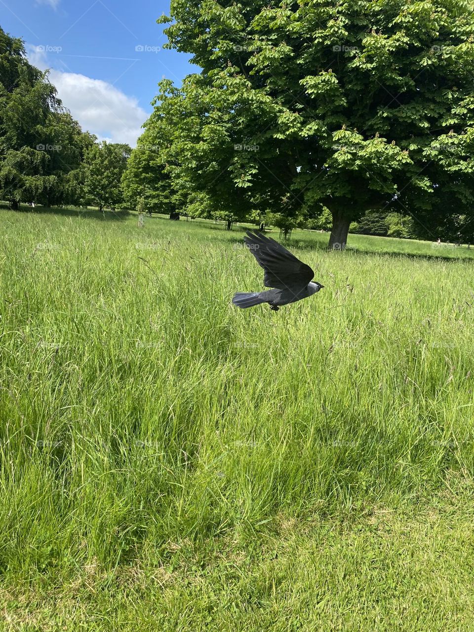 Bird flying