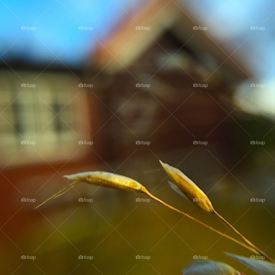 Hallingdal, Skarsdalen, NORWAY. Depth of field - straw and cabin