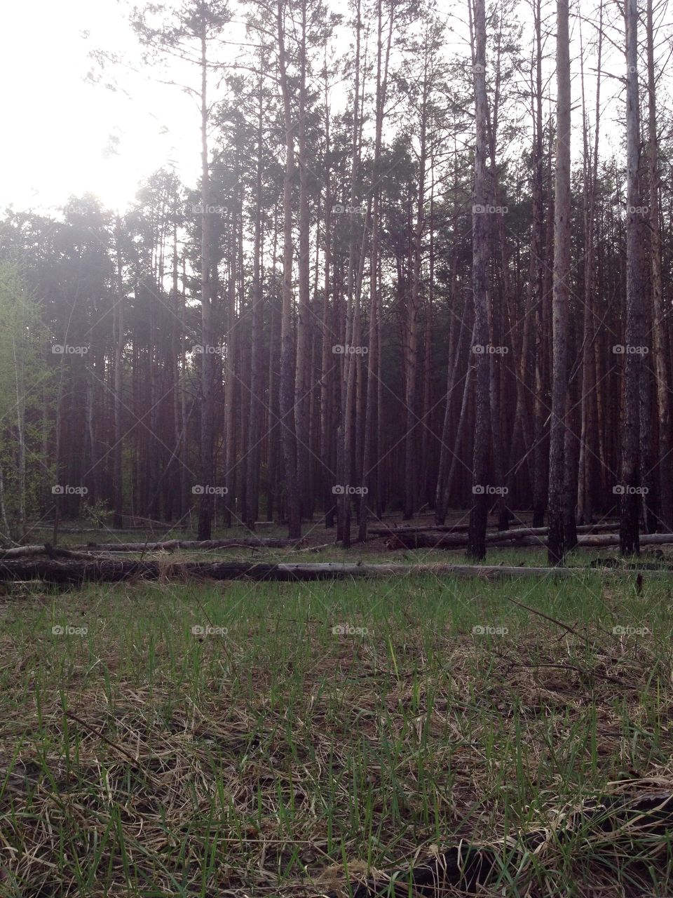 Trees in a forest