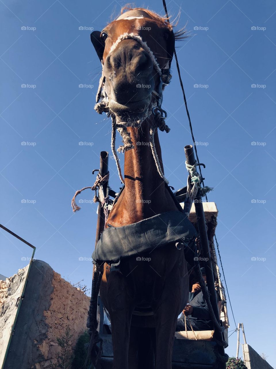 Beautiful horse looking at camera 