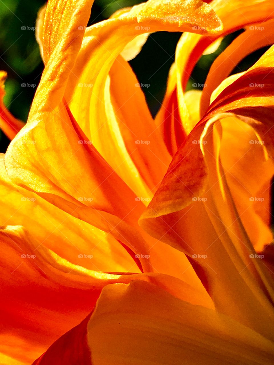 Fire Lily Flames 