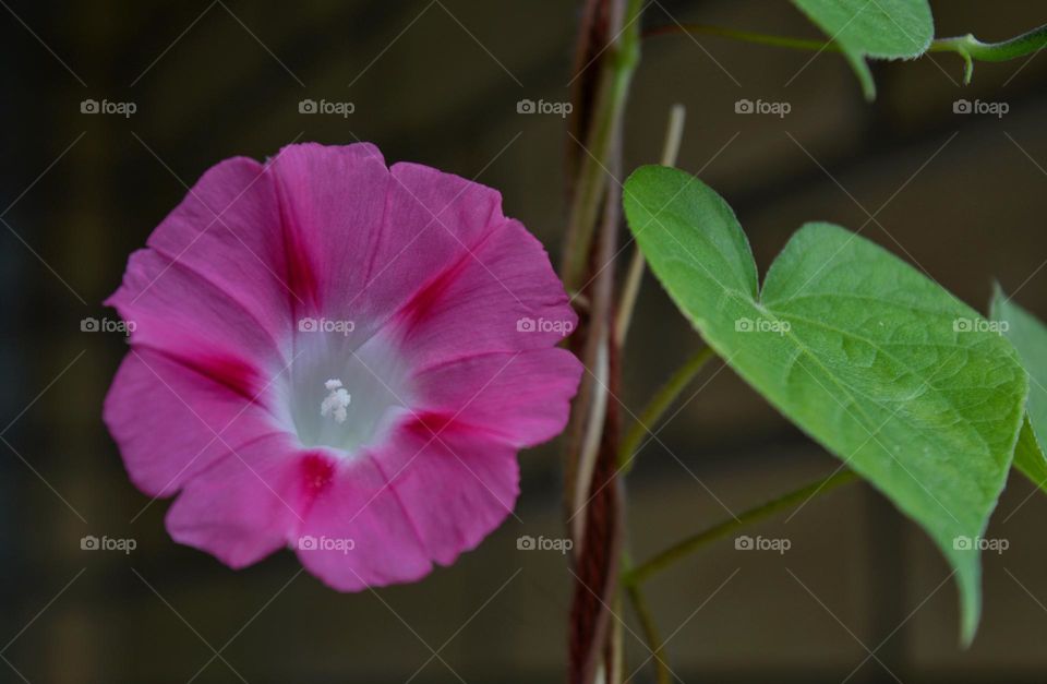 pink flower and green leaves, love earth, home plants gardening