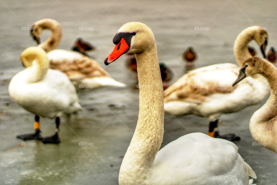 Swan closeup on the frozen lake
