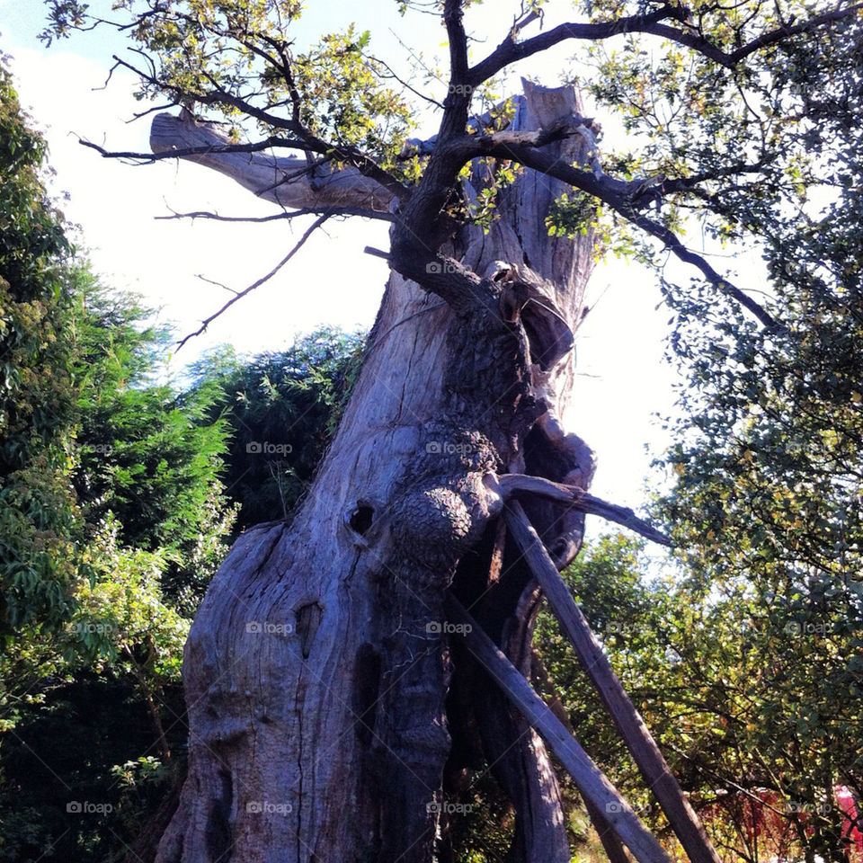 england old oaktree kingcharles by mark.rudd.148