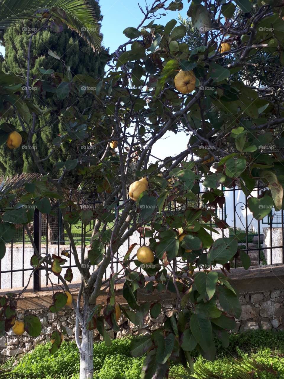Lemon tree
