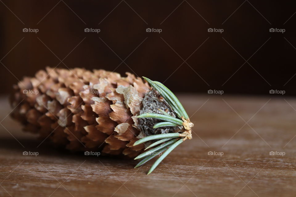 pine cone