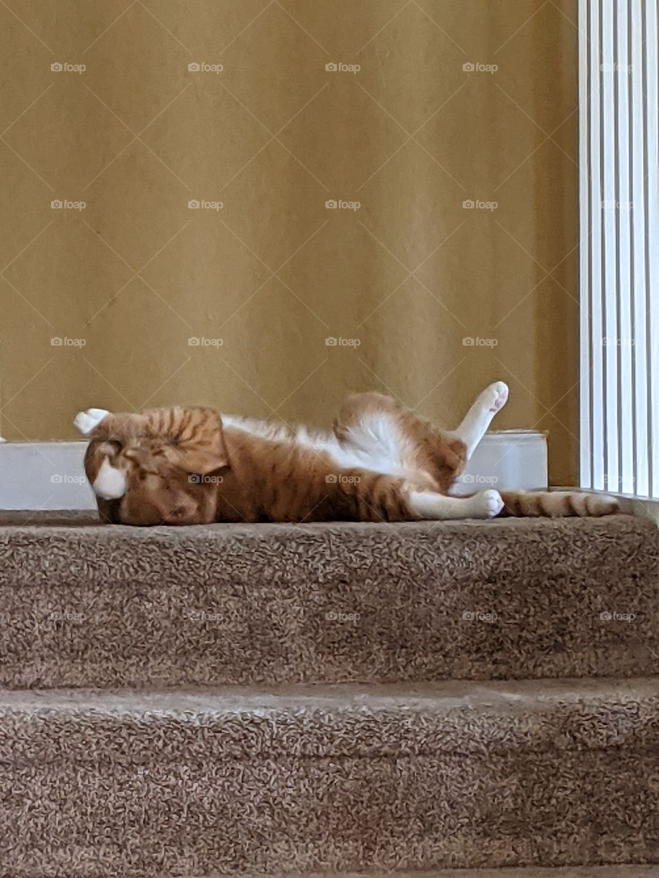 Some assembly required cat