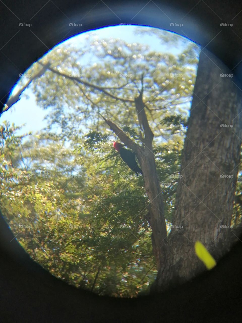 Carpintero nativo chileno