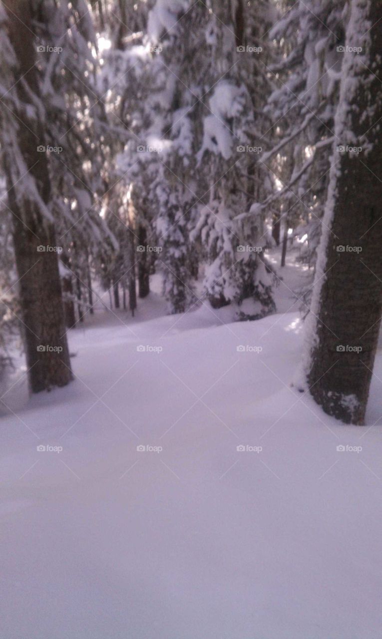 powder day in the trees at purgatory resort
