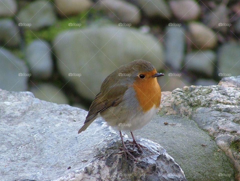 Tame robin 