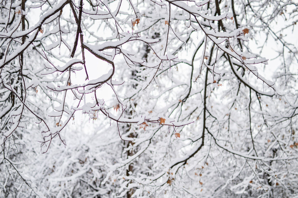 White monochromatic tree branches covered in snow