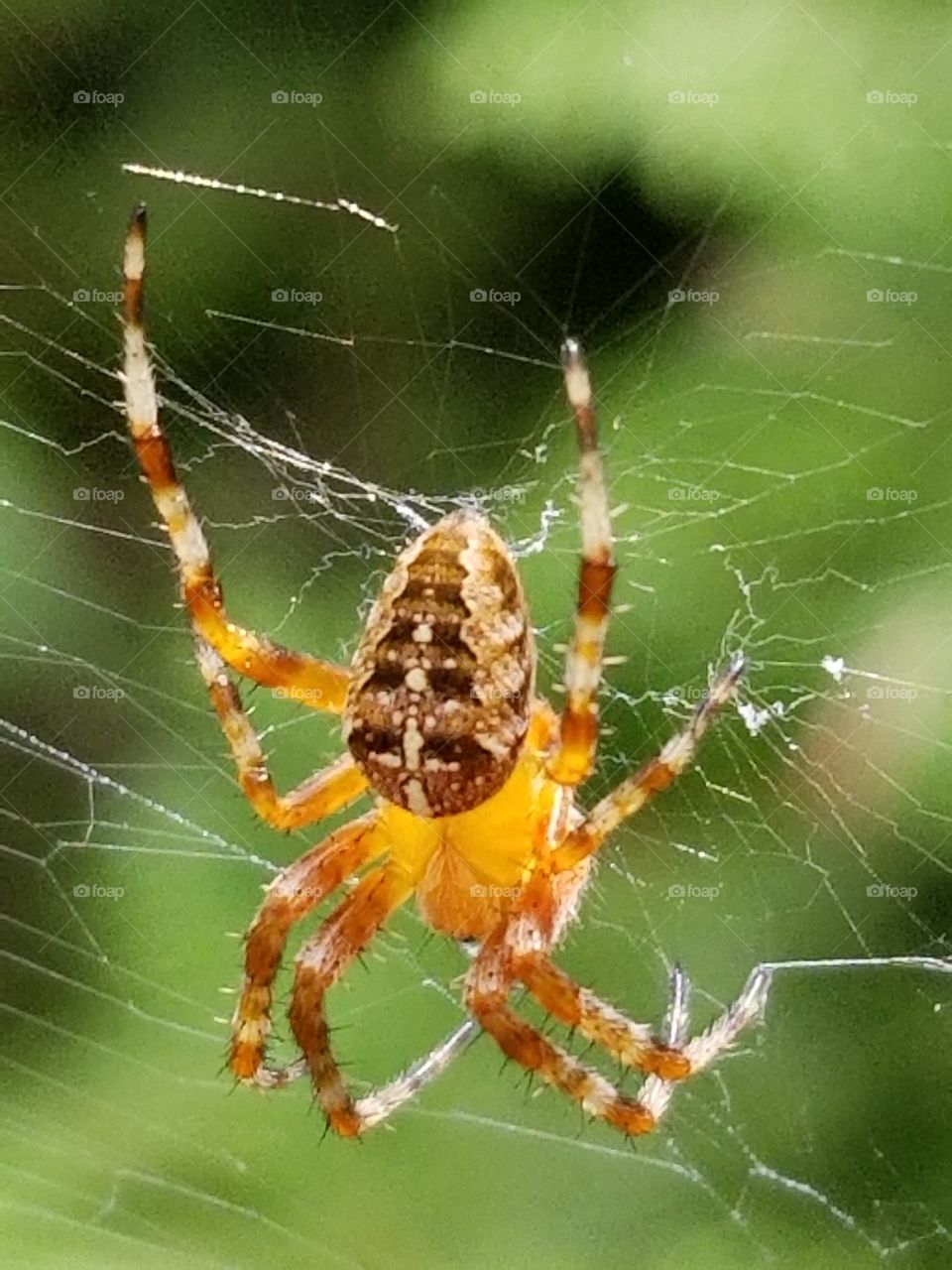 cross spider (araneus  diadematus)
