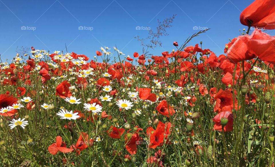 Field of flowers in Gotland