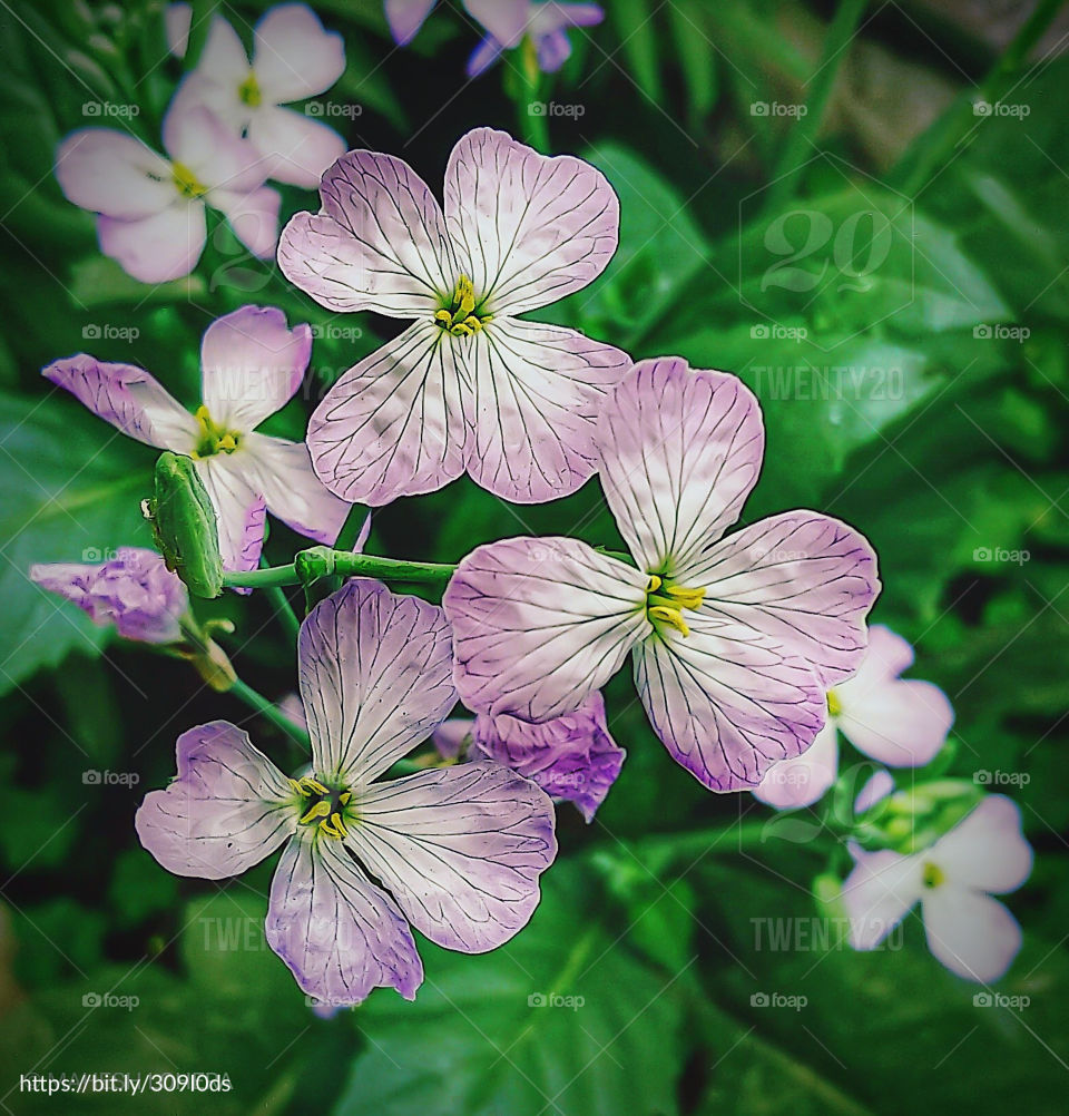 flowers of kind of a reddish in home garden. closely clicked with a mobile phone.