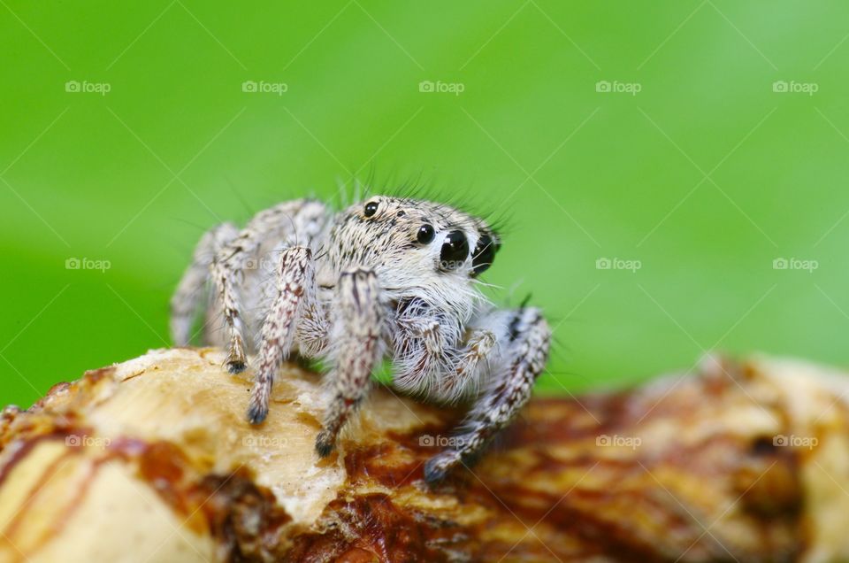 Macro shot of a jumping spider.