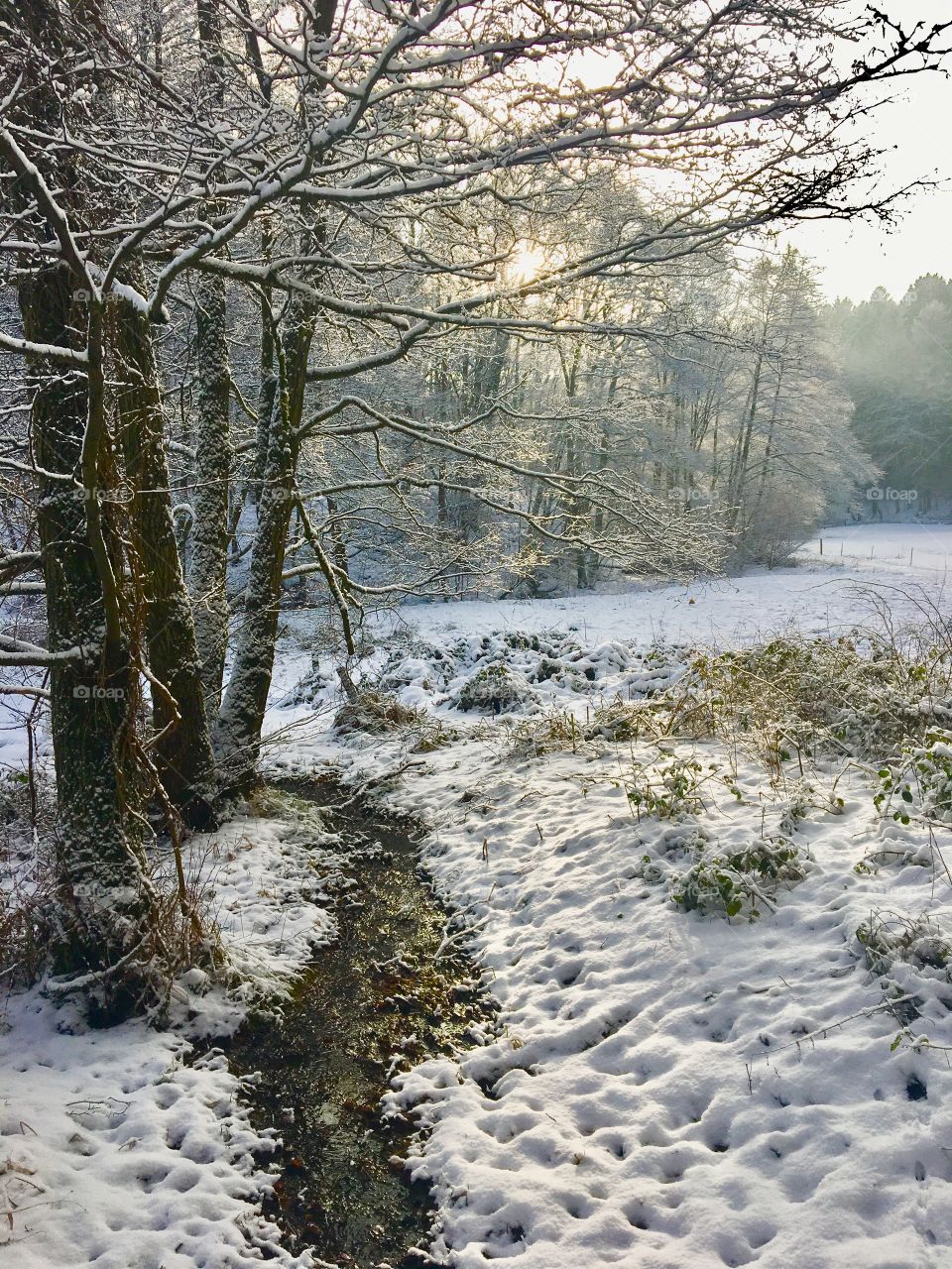 Winter Snow Landscape 