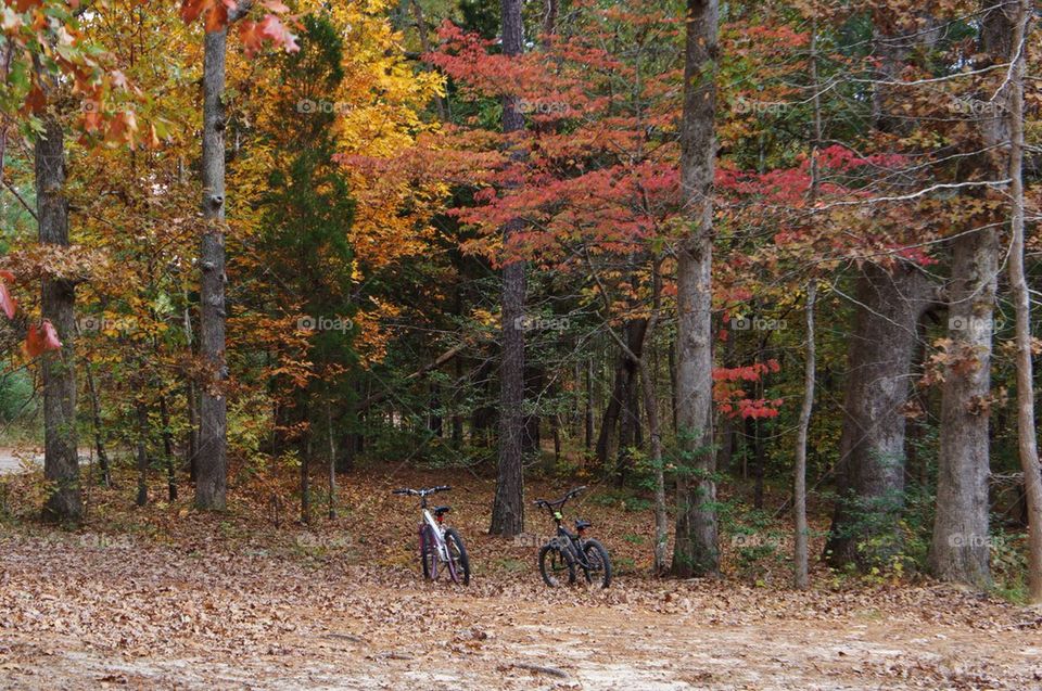 Mountain bike  in forest during autumn