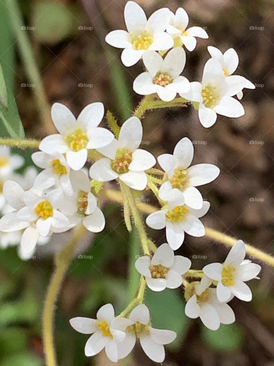 Gorgeous blossoms in the spring