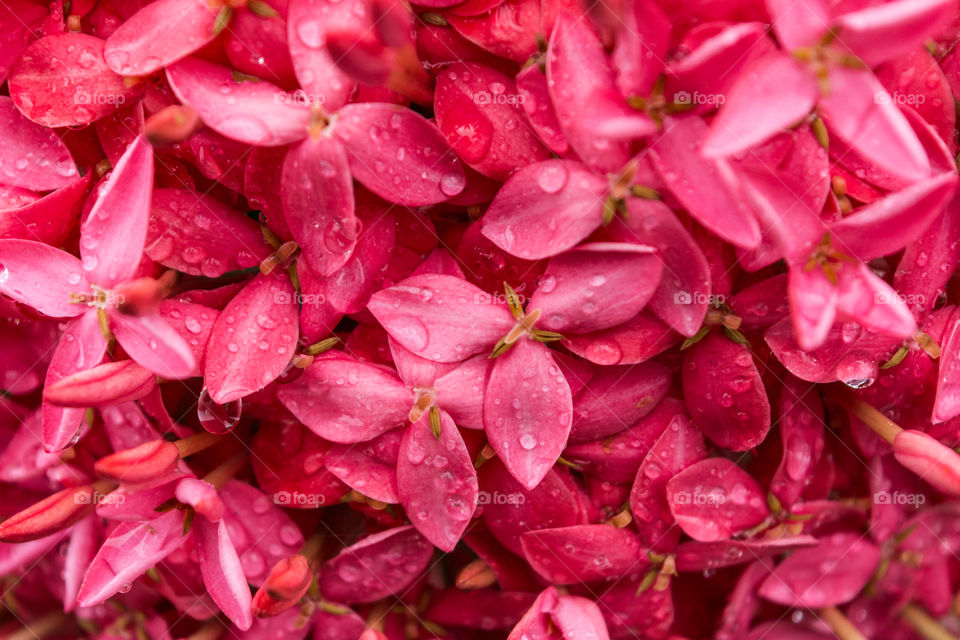 little red star flowers with raindrops