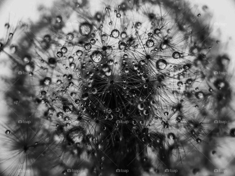 dandelion with water drops