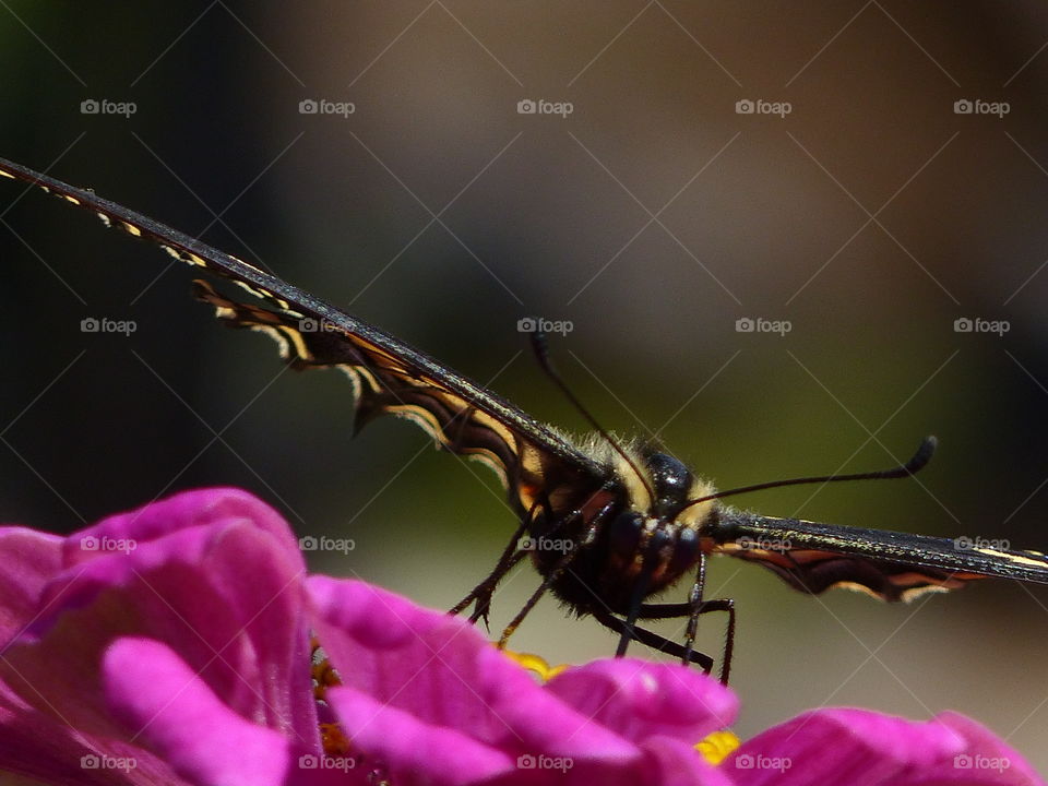 Butterfly on a slant