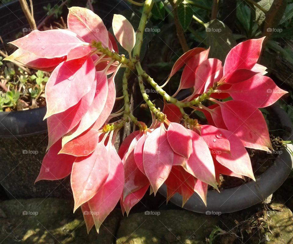 Uncommon red leaves