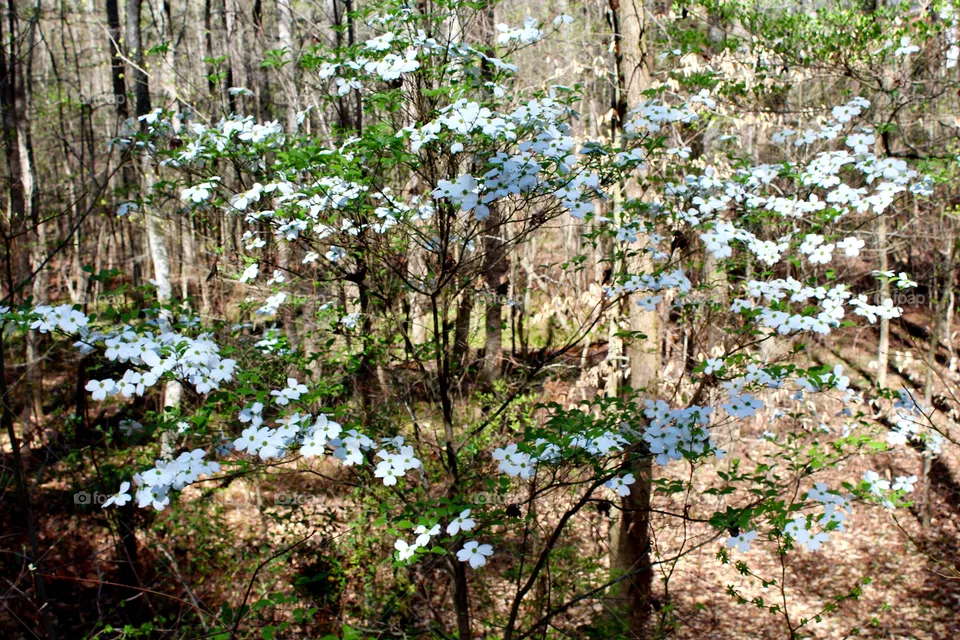 Spring