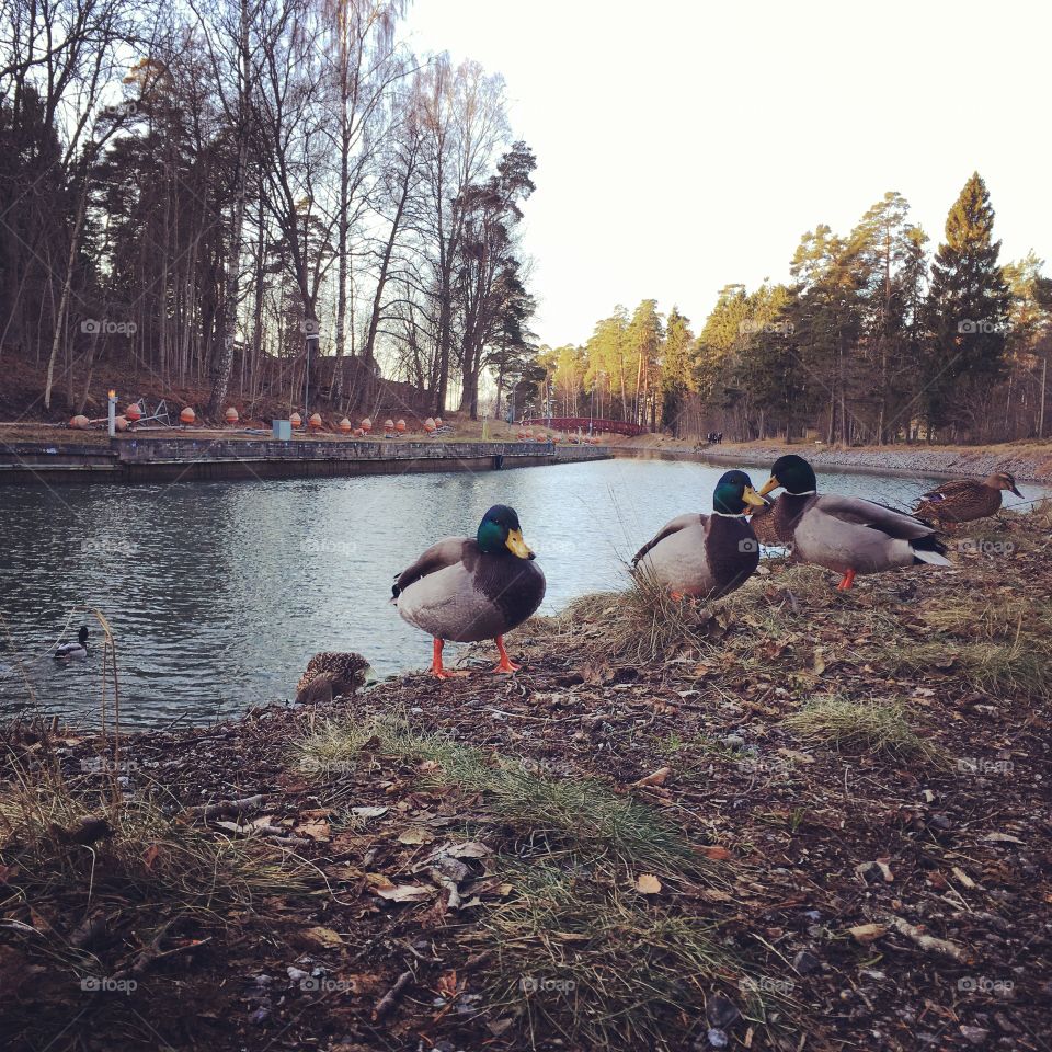 Mallards at the canal