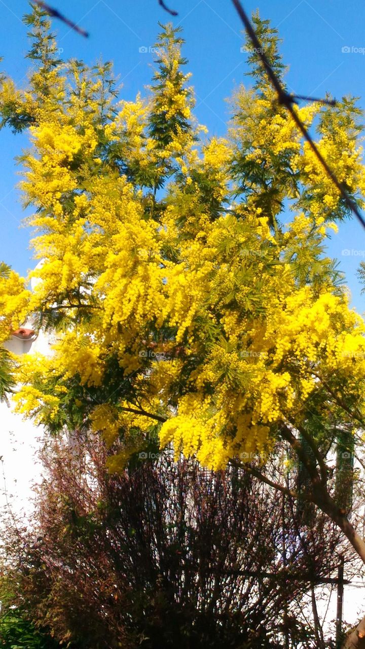 A flowering branch of mimosa on the Italian island of Ischia in February