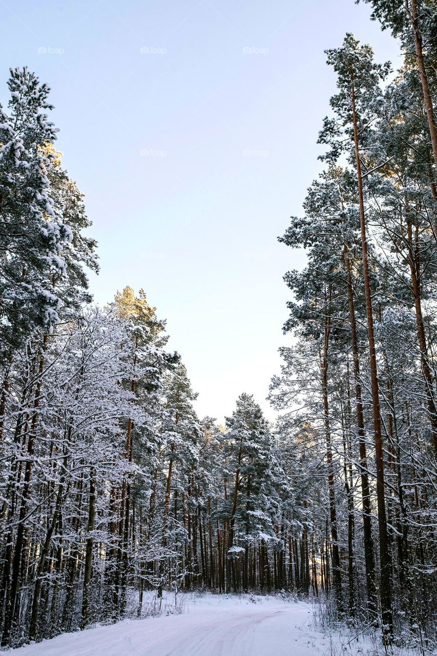A serene winter forest in New York, covered in fresh snow, with tall trees standing against a clear sky. The scene captures the peacefulness of nature in winter. Captured on January 1, 2025.