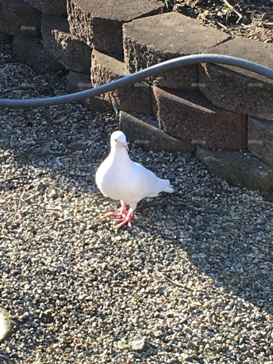 Great pic of a veteran homing pigeon who flies for weddings and for fun!