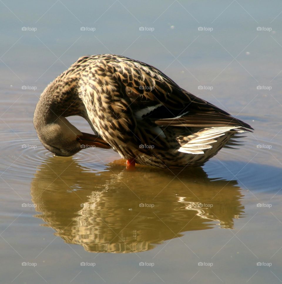 Mallard Duck Preening in Lake